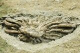 Fossil Crinoid (Dizygocrinus) - Warsaw Formation, Illinois #269773-2